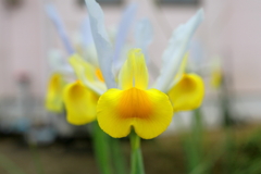 花菖蒲