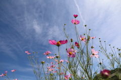 コスモスと秋の空