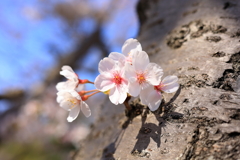 胴咲き桜