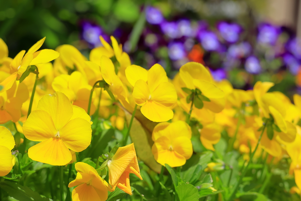 小さな花園