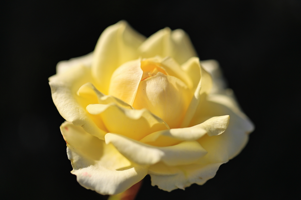 薔薇