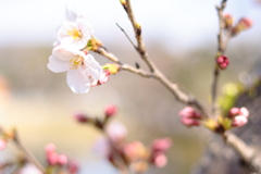 桜咲く