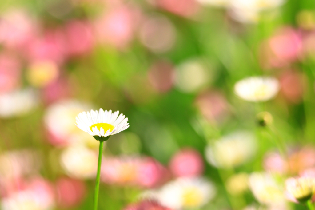 初夏の彩り