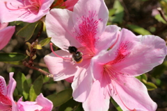 蜜を求めて