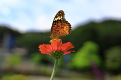 ヒメアカタテハ・Ⅱ