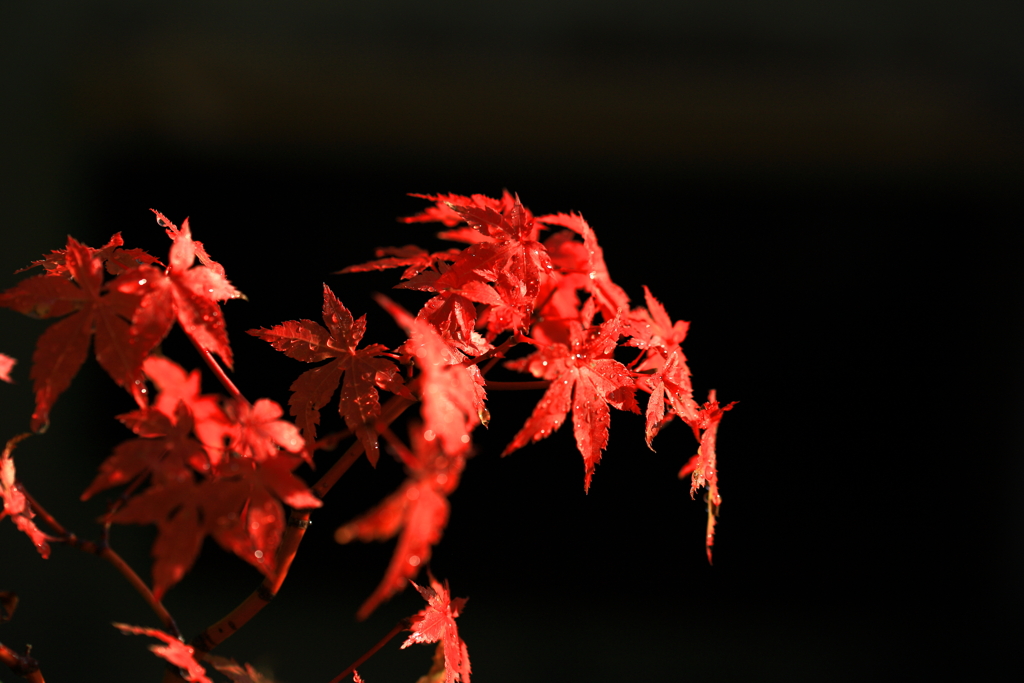 赤紅葉