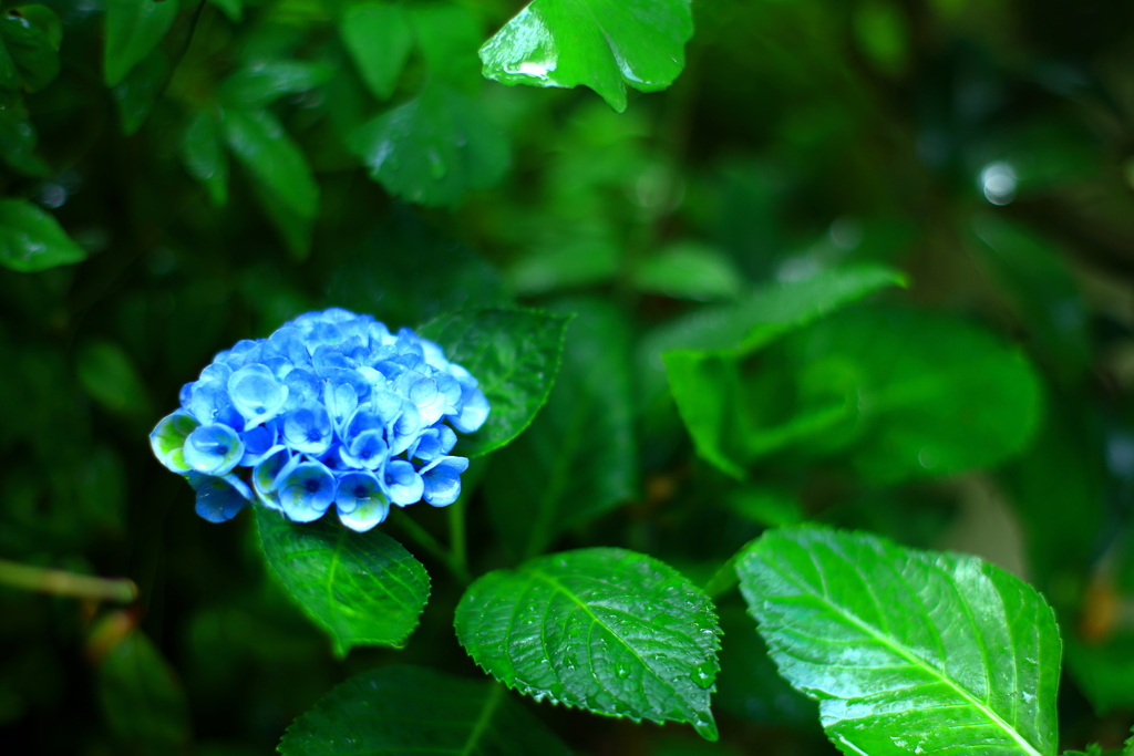 最後の紫陽花