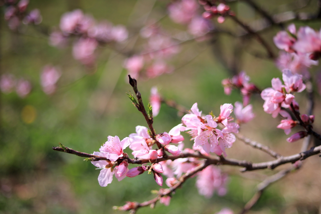 桃の花