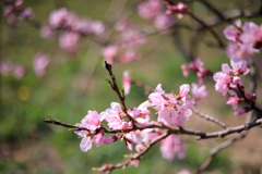 桃の花