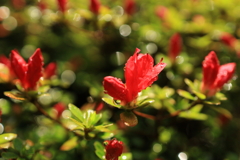 開花