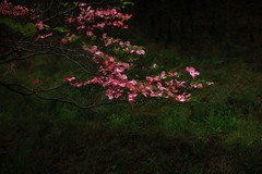 薄紅色