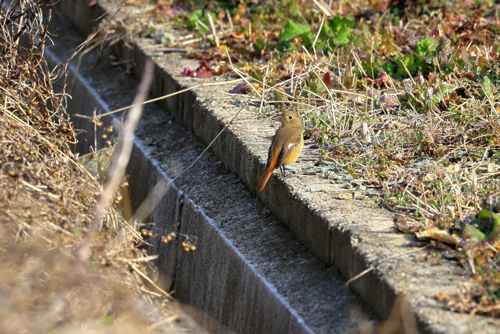春ですね