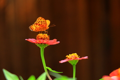 蜜を求めて