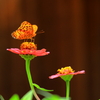 蜜を求めて