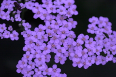 日陰の花