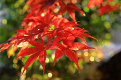 赤紅葉