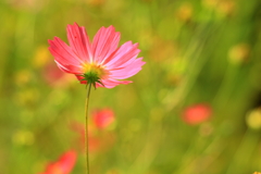 秋桜