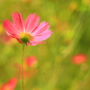 秋桜