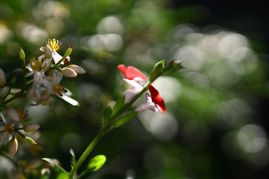 チェリーセージ