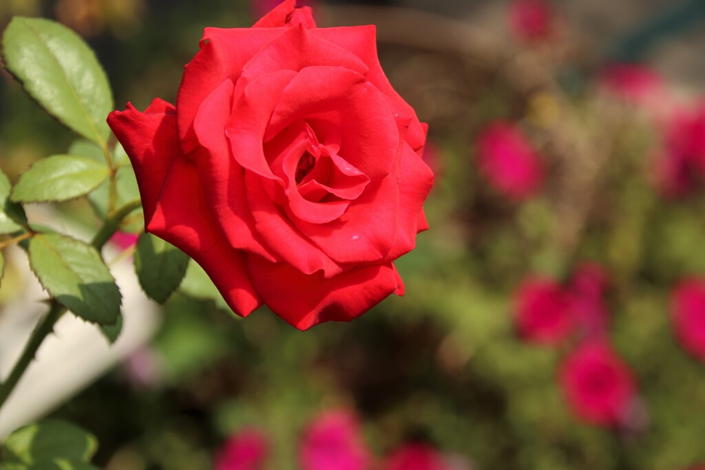 ペチュニアをバックに