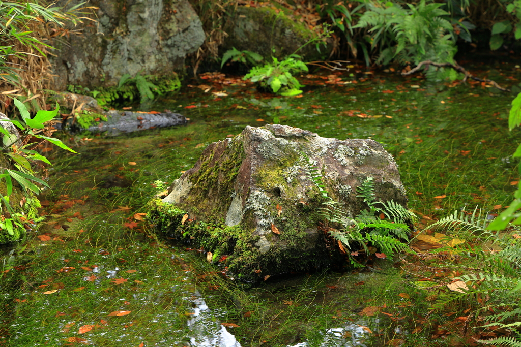 苔むす岩