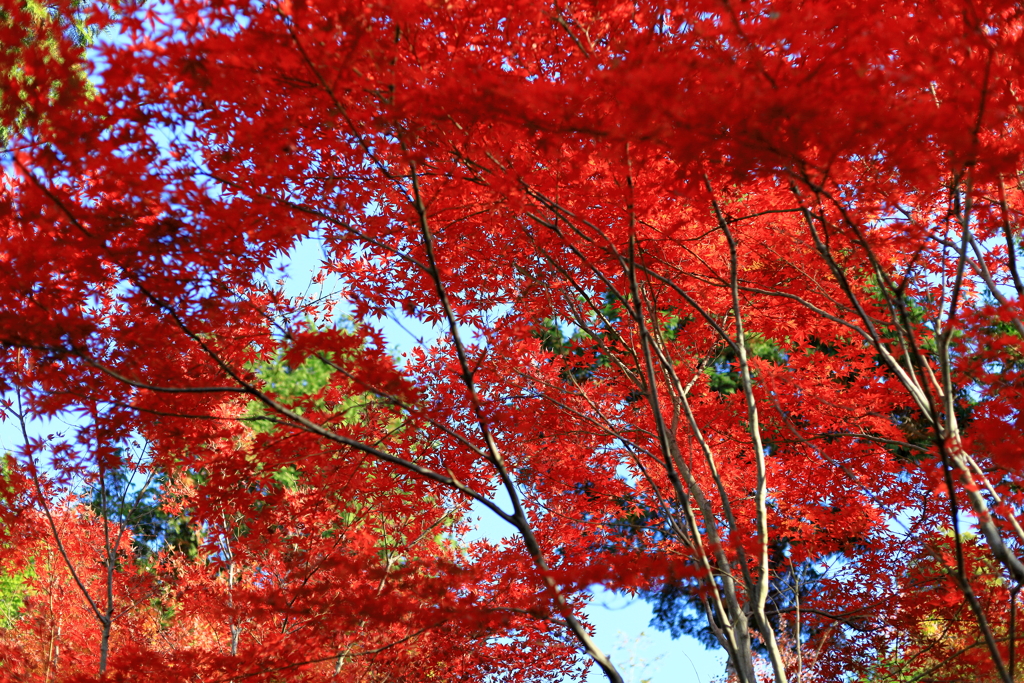 燃える紅葉