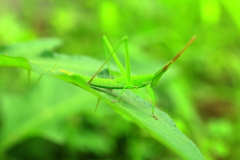 顔見えてますよ