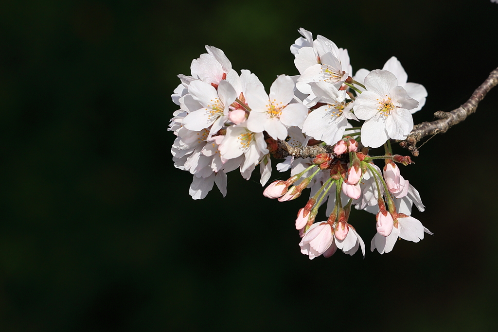 ザ・桜