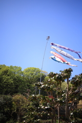 屋根より高く
