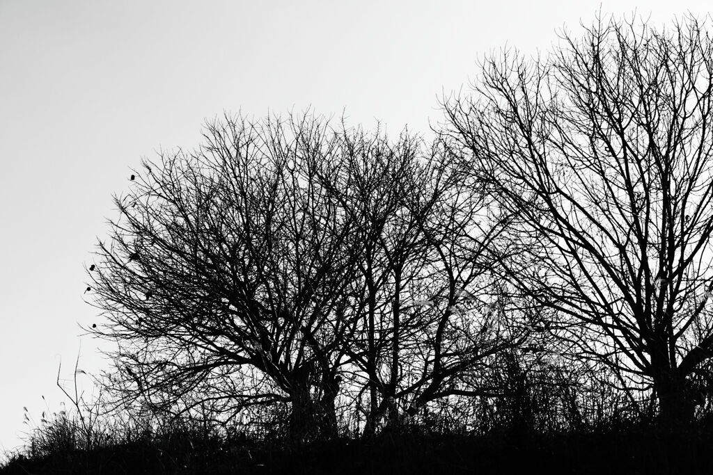 春はまだですか