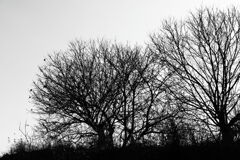 春はまだですか