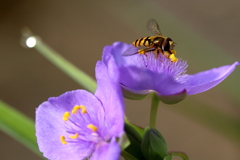 蜜はどこ