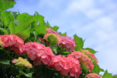 梅雨空に