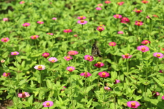 蝶と花畑