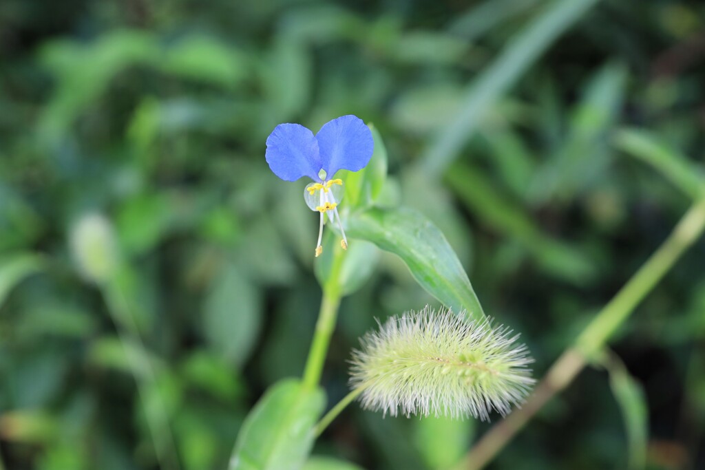 ツユクサとエノコログサ
