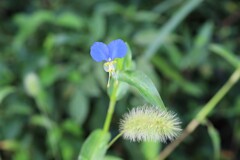 ツユクサとエノコログサ