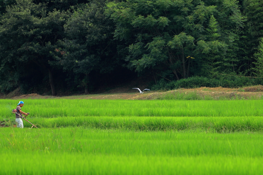 盛夏の田園