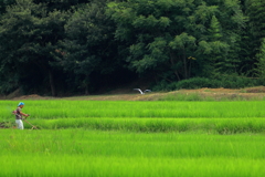 盛夏の田園
