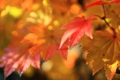 紅葉