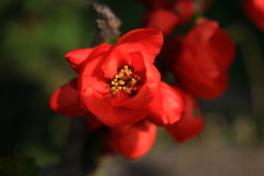 蕾