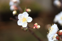 春のかおり