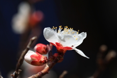 白梅