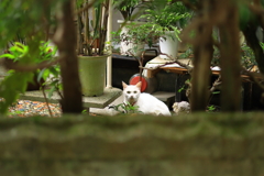 吾輩は猫である