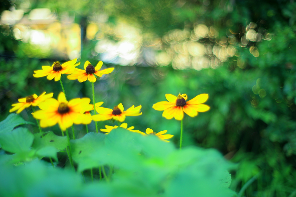 ルドベキアヒルタ