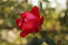 薔薇