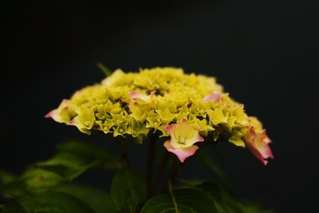 紫陽花