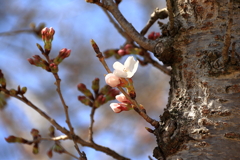 芽吹き