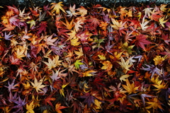 落ち葉