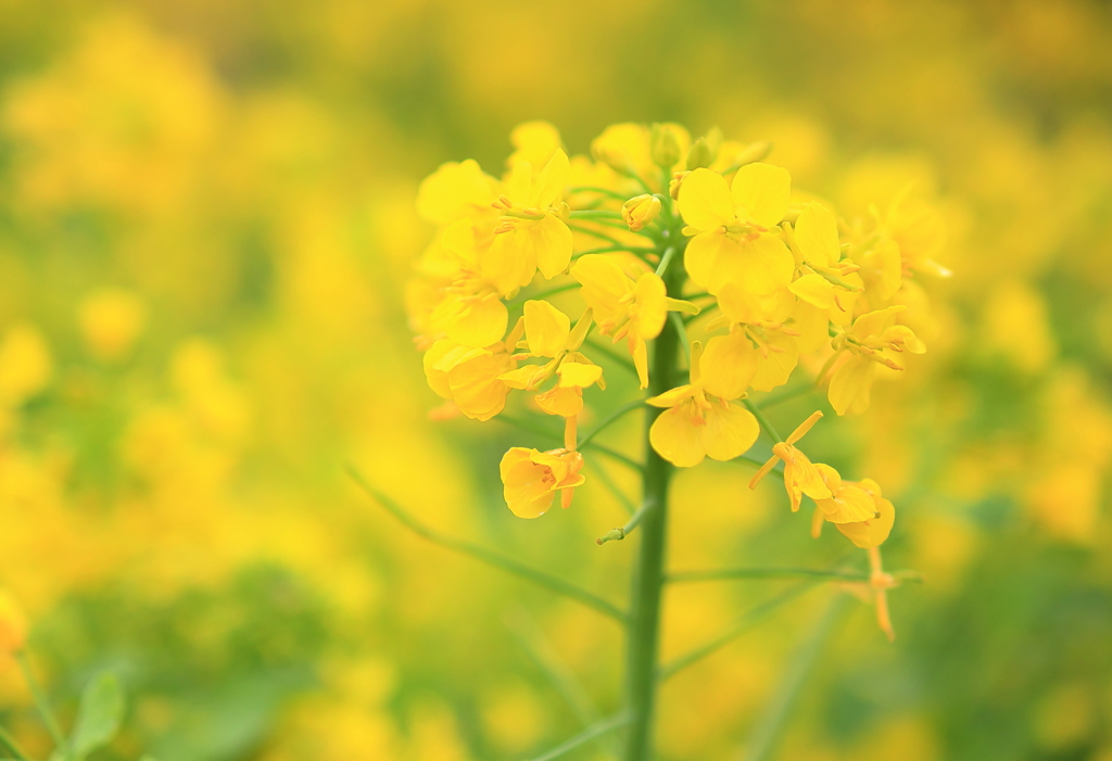 菜の花畑