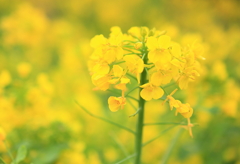 菜の花畑